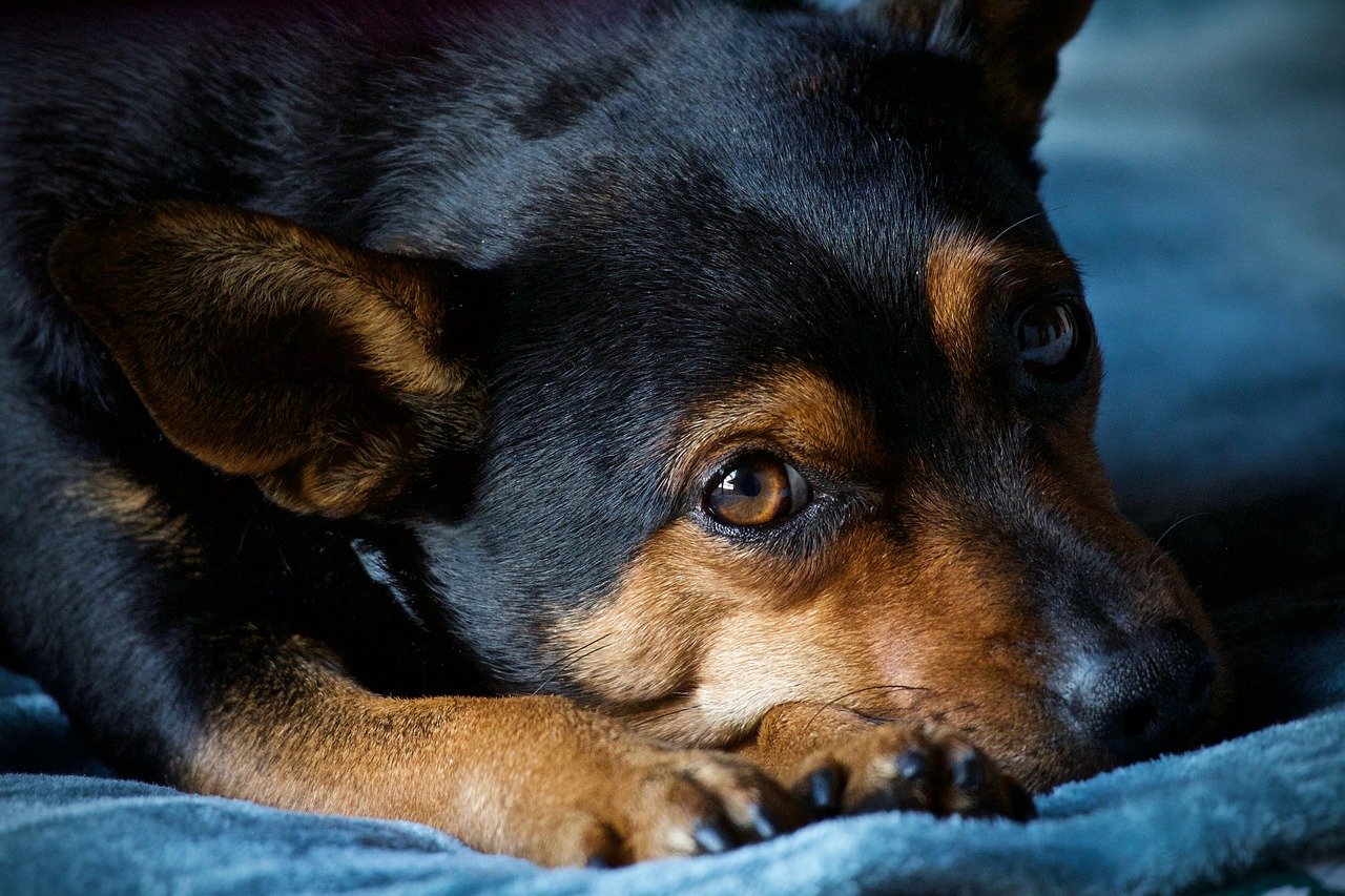 Tips for Training Your Dog to Play with Toys Appropriately